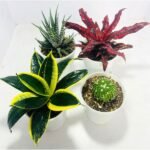Best Office Desk Plants Bundle