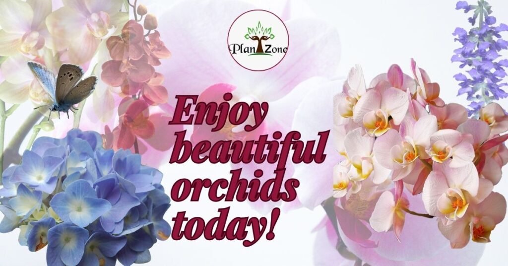 Beautiful orchid plants