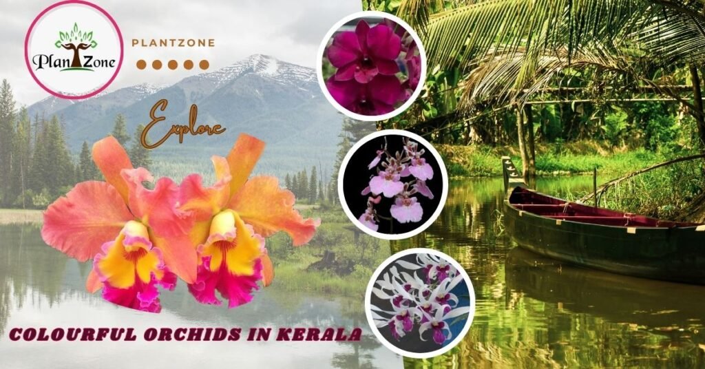 Picture of the Orchids in Kerala