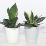 Easy Care Desk Plant Duo