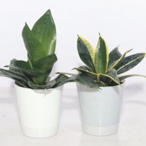 Image of desk plants
