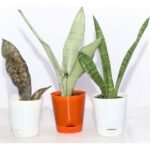 Low Maintenance Indoor Plants Collection