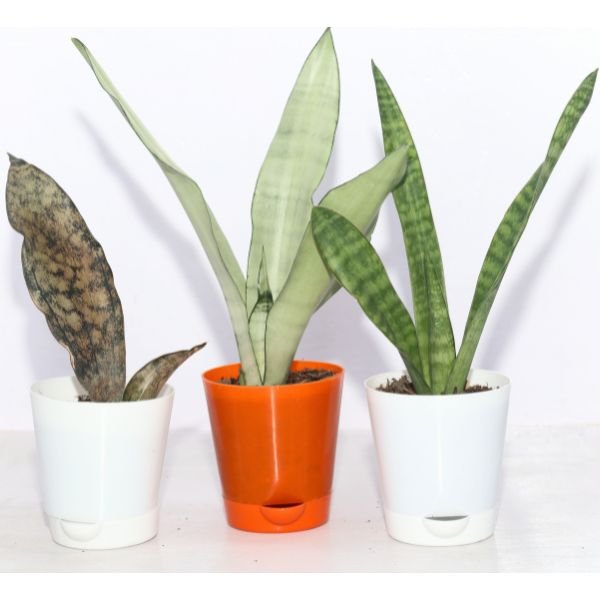 Image of Natural Air Purifier Plants Bundle
