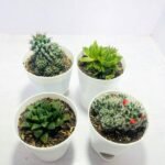 Image of Low Maintenance Indoor Plants