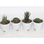 Mini Desk Plants Collection