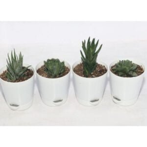 Image of mini desk plant combo