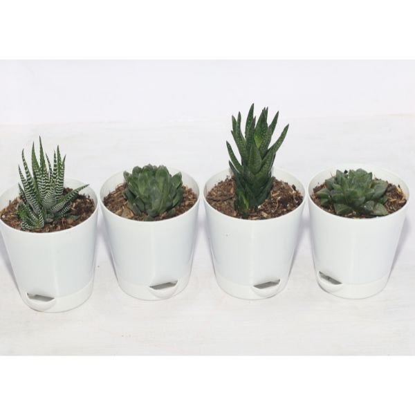 Image of mini desk plant combo