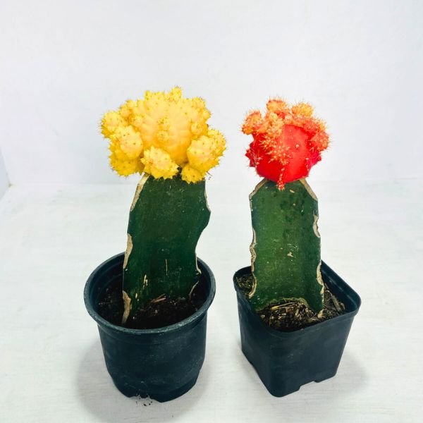 Image of Moon cactus