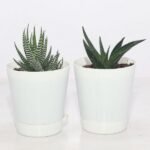 image of office desk plant