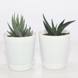 image of office desk plant