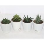 Plants Collection for work desk