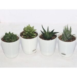 Image of Plants Collection for work desk