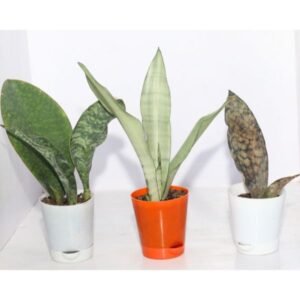 Image of Premium Air Purifying Houseplant Collection of 3 Snake Plants