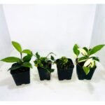 House Interior Plants for Living Room