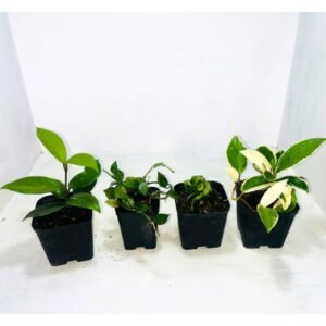 Image of Premium interior plants collection