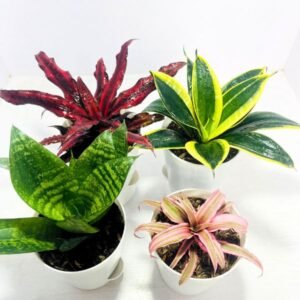 Ultimate Desk Plants Combo