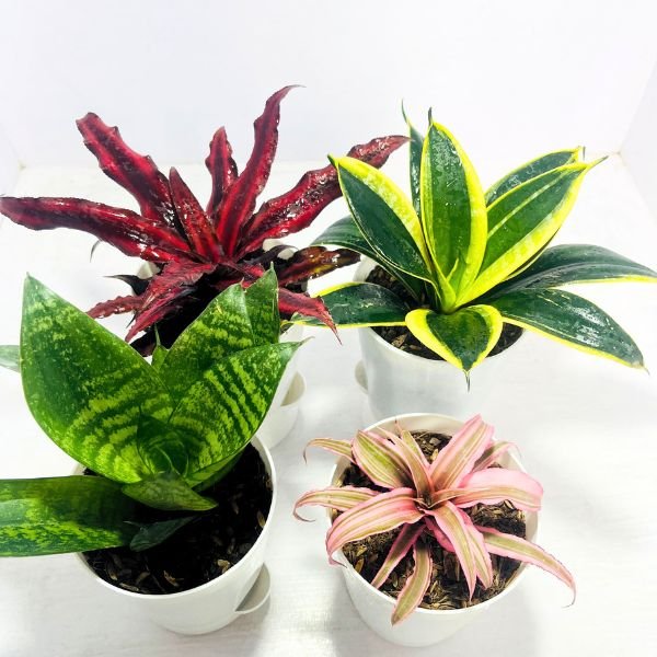 Ultimate Desk Plants Combo