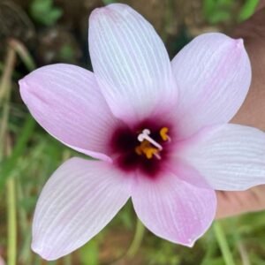 Picture of Rain Lily Jamboo