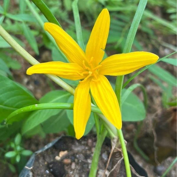 Image of Day lily yellow