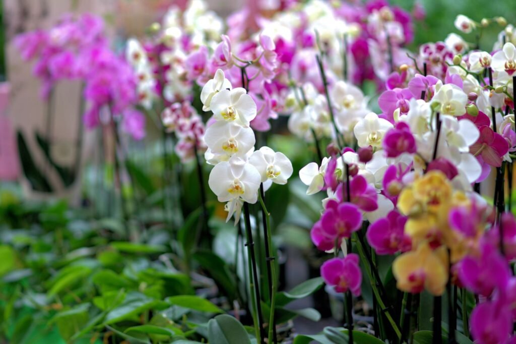 Beautifully colored orchid flowers