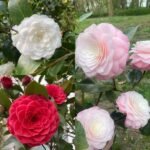 Image of Camellia flower combo