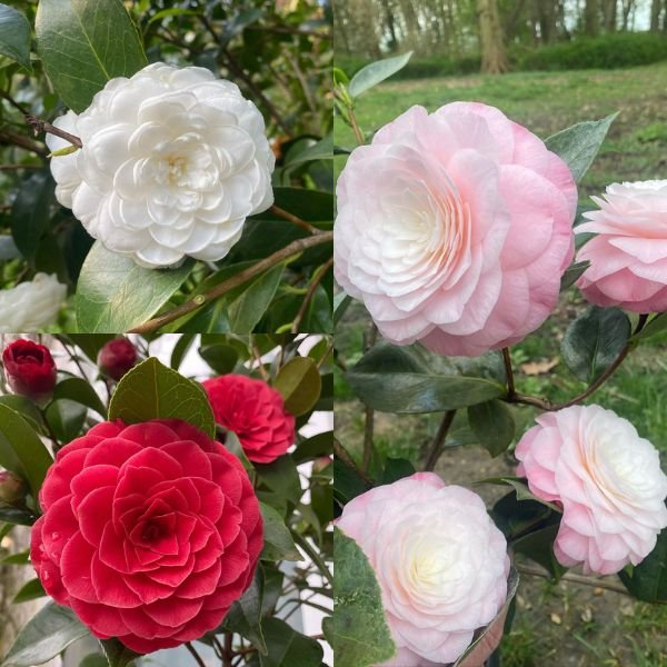 Image of Camellia flower combo