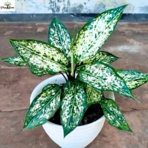 Image of Aglaonema Snow White