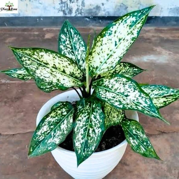 Image of Aglaonema Snow White