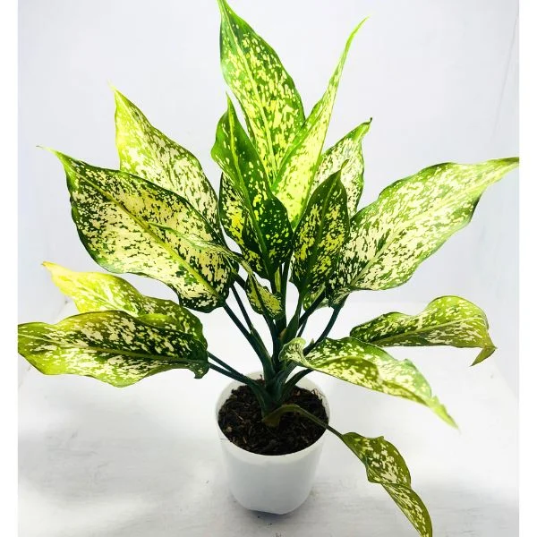 Image of Aglaonema Snow White