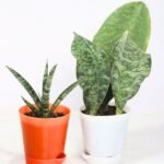 Image of air purifier house plants Duo
