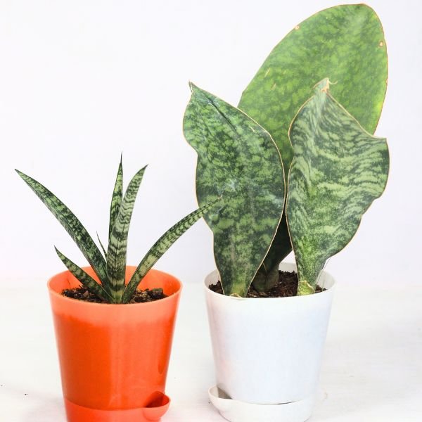 Image of air purifier house plants Duo