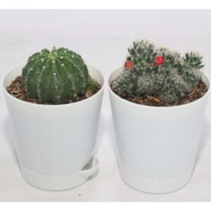 Image of cactus office plants