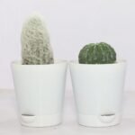 Image of cactus plants set of 2 for home