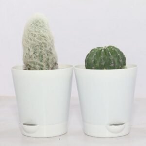 Image of cactus plants set of 2 for home