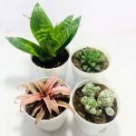 Image of easy care houseplants collection