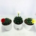 Image of Flowering cactus plants