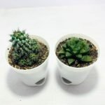 Image of good plants for indoors