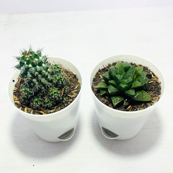 Image of good plants for indoors