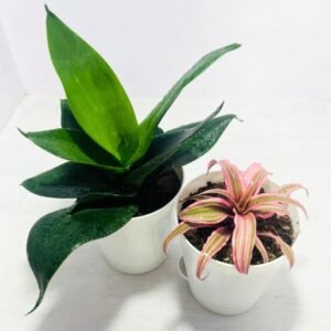 Image of Indoor shade plants combo
