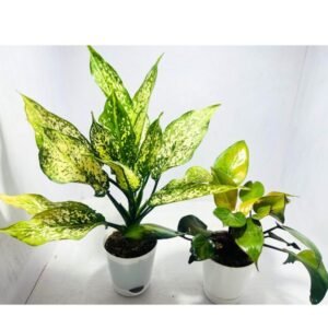 Image of Low light indoor houseplants combo