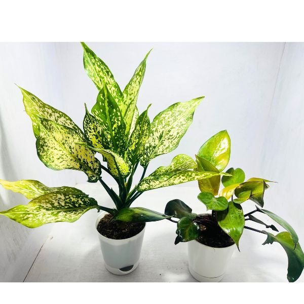 Image of Low light indoor houseplants combo