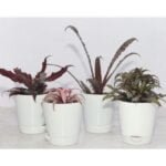Low Light Indoor Plants Collection