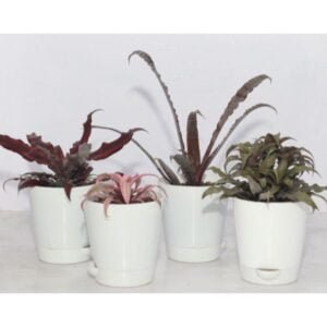 Image of low light indoor plants collection