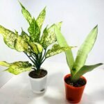 Low Light Indoor Plants set of 2