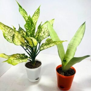 Image of low light indoor plants
