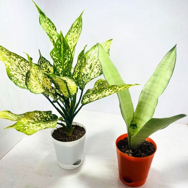 Image of low light indoor plants