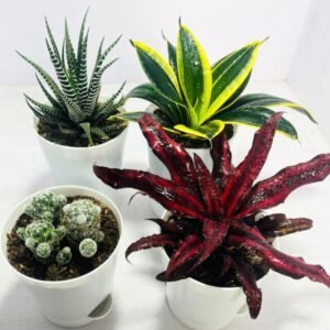 Image of low maintenance house plants