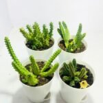 Low maintenance indoor Cactus plants Set of 4