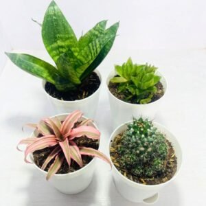 Image of Low maintenance indoor plants