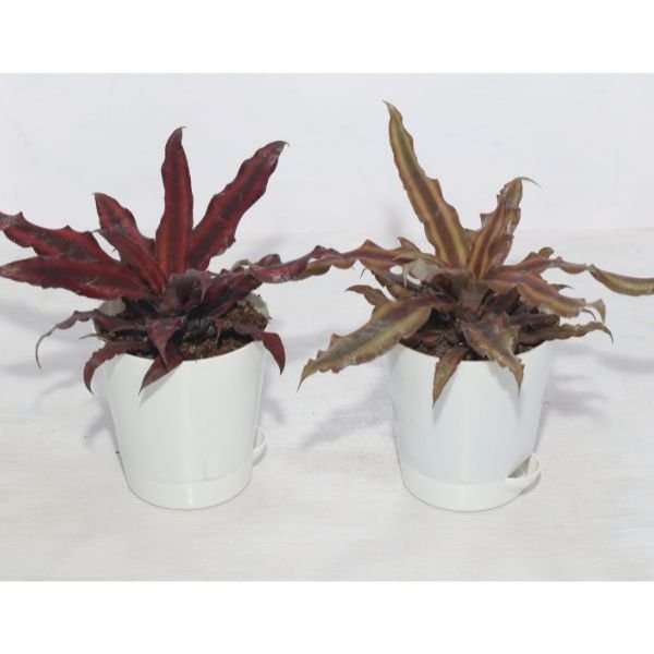 low maintenance office desk plants